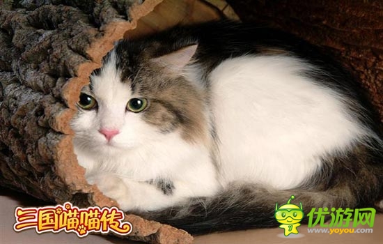 原来总统也爱养猫 《三国喵喵传》猫灵养成记