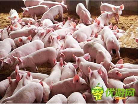 八戒你怎么看《洪荒OL》猪价行情峰回路转