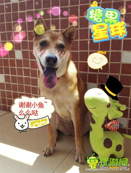 感恩活动上线《糖果星球》新版推出