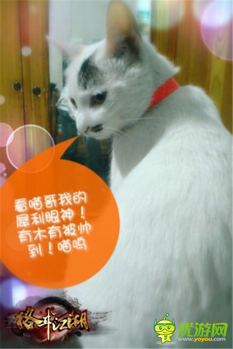 高手在民间《格斗江湖》玩家恶搞斗宠大赛