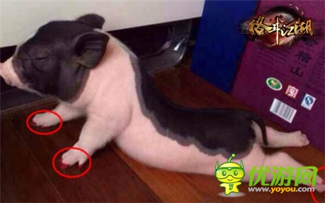 高手在民间《格斗江湖》玩家恶搞斗宠大赛