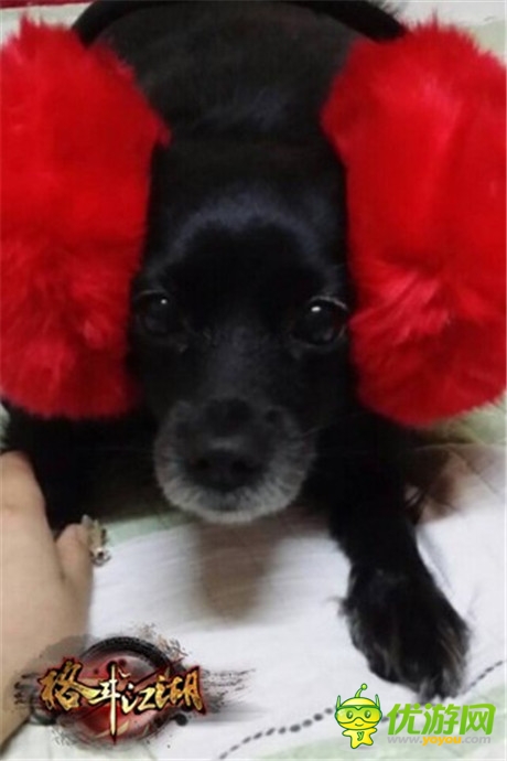 高手在民间《格斗江湖》玩家恶搞斗宠大赛