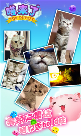 喵新人卖萌大赛《喵来了》代言人征选开启