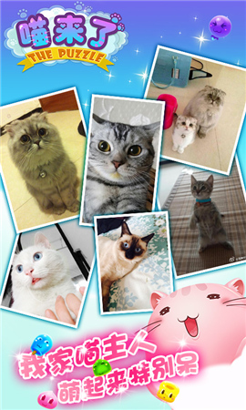 喵新人卖萌大赛《喵来了》代言人征选开启