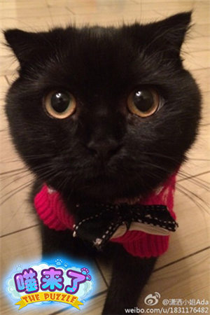 超呆萌《喵来了》来自喵星的代言人