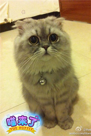 超呆萌《喵来了》来自喵星的代言人