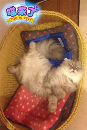 超呆萌《喵来了》来自喵星的代言人